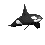 animated killer whale