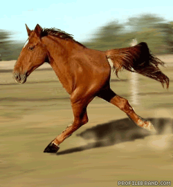 Animated picture of a running he, a  horse without the ors