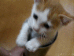 Animated gif Pringle kitten picture moving up and down in sync to the beat of "Blue"