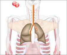 Animated moving gif illustration of lungs breathing within the chest cavity