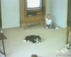 Moving gif image of kitty cat run over by car