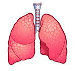 Animated gif expanding contracting lungs picture moving