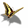 animated butterfly flapping wings