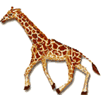 Giraffe running clip art 