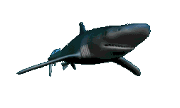 Animated_shark_swimming_black.gif