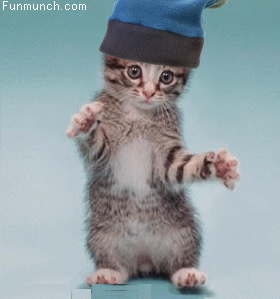 Cute little kitty wearing a blue toque dancing to and fro to the music 