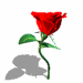 Little animated dancing rose flower