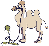 Animated brown two humped camel moving humps