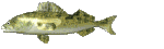 animated fish
