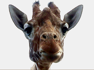 Animated giraffe eating chewing animation