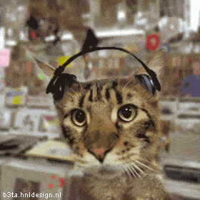 Animated cat bobbing head to music