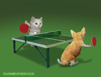Moving <b>animated</b> picture of cute young little kittens playing <b>ping</b> <b>pong</b>