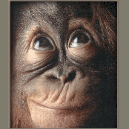 Moving-animated-picture-of-monkey-smile.