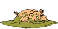 Moving-animated-picture-of-pig-in-mud.gif