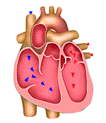 نتیجه تصویری برای ‪heart anatomy animation gif‬‏