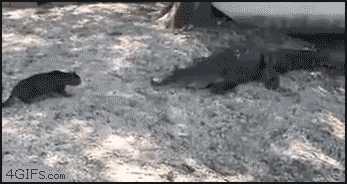 Moving-picture-Cat_vs_alligators-animated-gif.gif