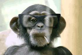 Moving picture of chimp with glasses smoking a cigarette animated gif