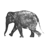 Moving picture elephant images walking animated gif