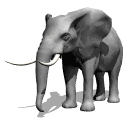 Moving picture elephant rearing head raising trunk animated gif