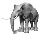 Moving picture elephant swishing ears animated gif