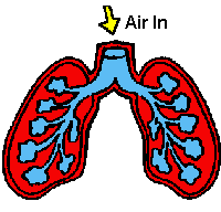 Moving picture lung illustration animated gif