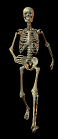 Moving picture skeleton walking toward you animated gif
