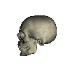 Moving picture skull chewing left animation