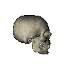 Moving picture skull chewing right animation