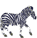 Animated zebra running galloping
