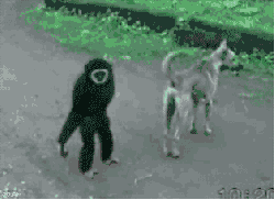 Monkey pulls dog's tail then comes back and grabs dog's leg. Playful animated monkey and dog gif image