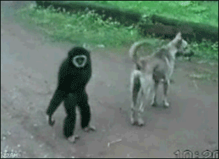 Playful animated monkey and dog gif image