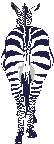 Animated zebra walking away from you