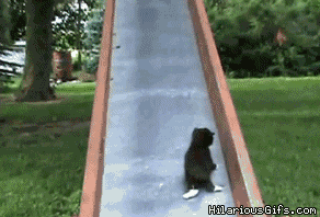 animated-cat-getting-kittens-up-slide.gif