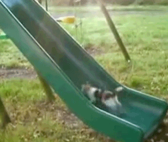 Animated kitty cat trying to go up a kids slide