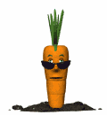 Cool carrot with sunglasses moving around