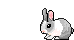 Grey and white bunny rabbit hopping along