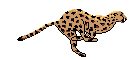 animated leopard running animation