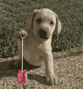 Moving animated puppy dog playing with yoyo