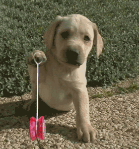 Moving animated puppy dog playing with yoyo
