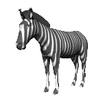 animated_moving_zebra_animation