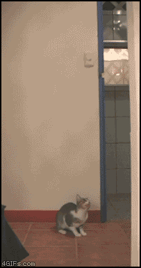 Animated cat jumps up and catches bird flying in mid air