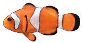animated clown fish swimming