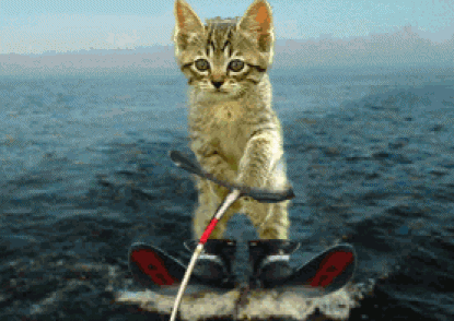 cute-cat-kitten-skiing-animated-gif-picture.gif