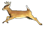Image result for web gif deer