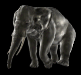 elephants-walking