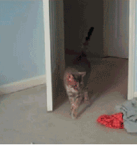 Moving picture of cat walking along minding it's own business when a pair of panties suddenly scares it and sends it flying in the air