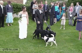 Bratty little dog runs up and wets the brides dress at her wedding reception