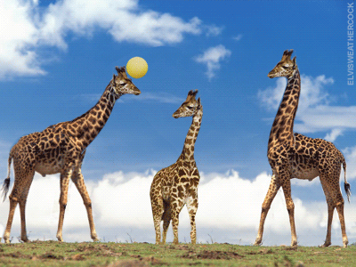 Three giraffes wasting the day away playing ball on the plains of African 