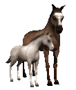 Moving animated horse and foal gif picture