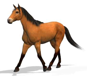 Brown horse walking animation
